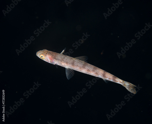 Image of a lizard fish taken at night.