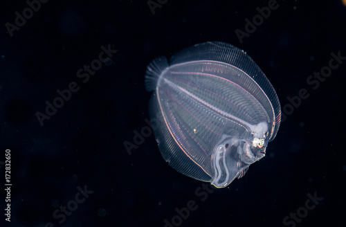 A larval fish of the flounder family at night.