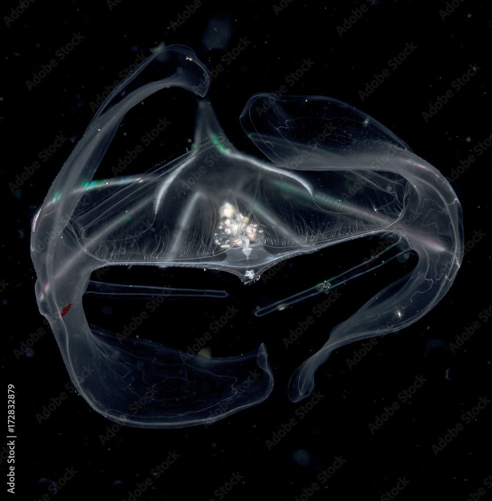Obraz premium Unknown species of comb jellyfish.