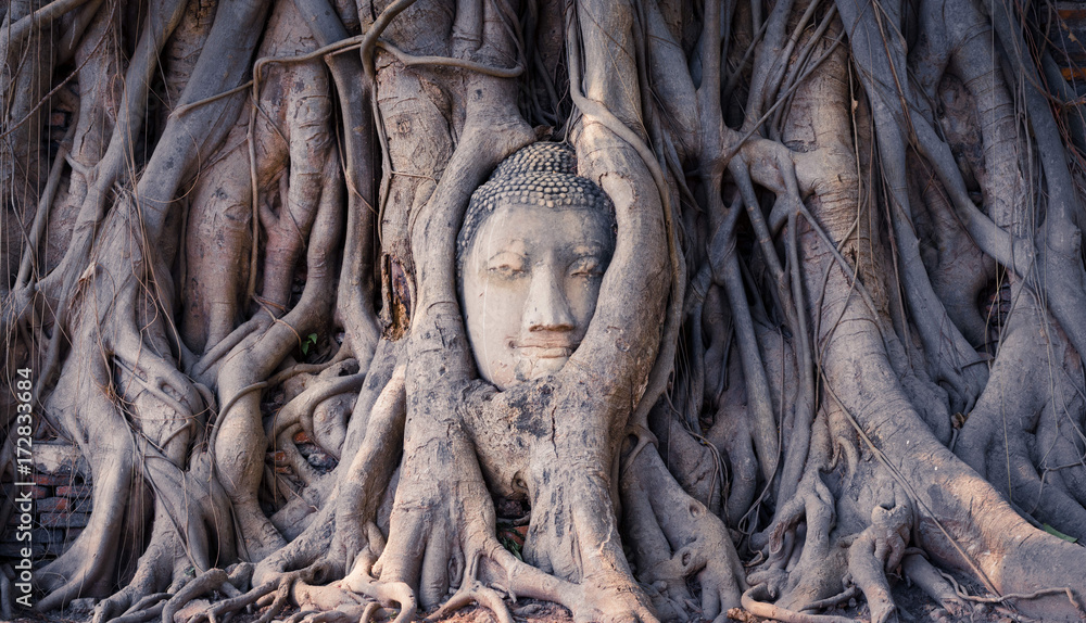 Obraz premium Buddha image in tree roots