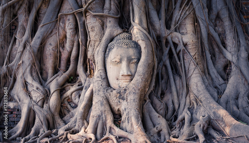 Buddha image in tree roots