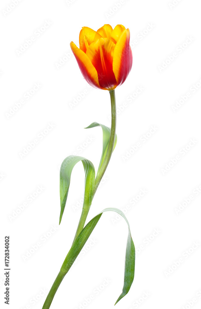 tulip on white background tulip on white background