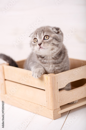 Scottish cat playing in wooden box