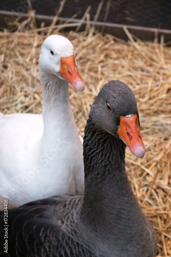 Oies blanche et noire