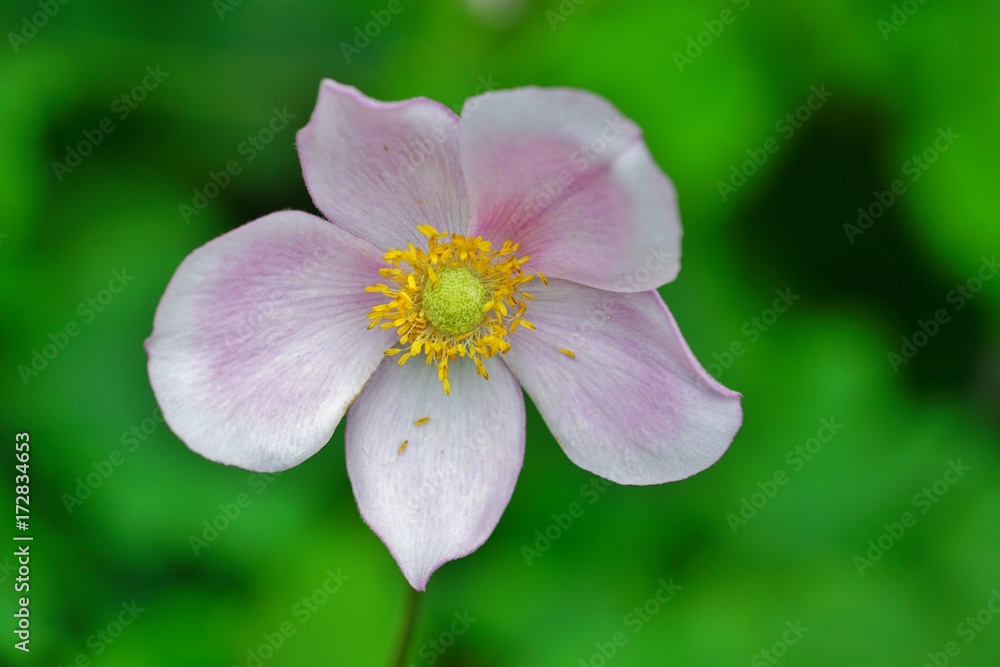 Pale pink Japanese anemone flower in bloom Pale pink Japanese anemone flower in bloom