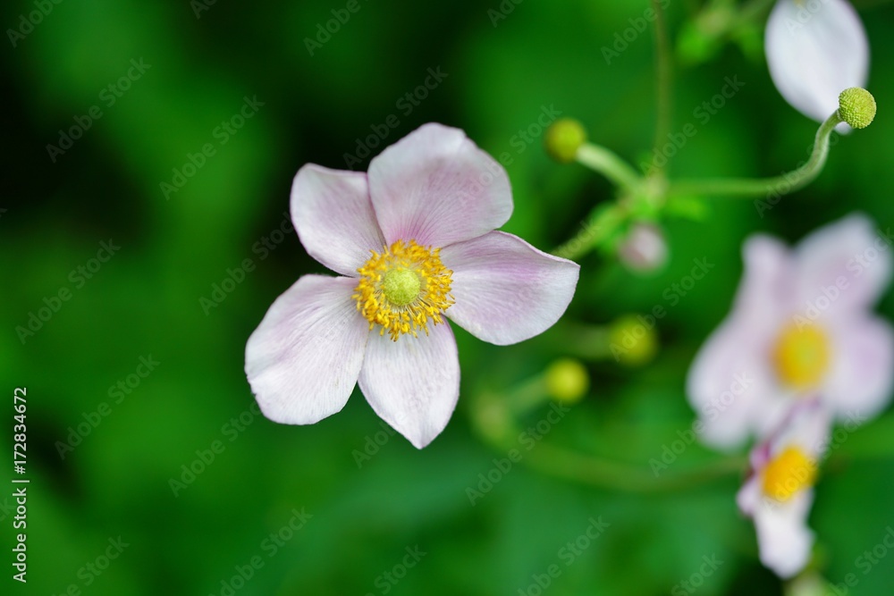 Pale pink Japanese anemone flower in bloom Pale pink Japanese anemone flower in bloom