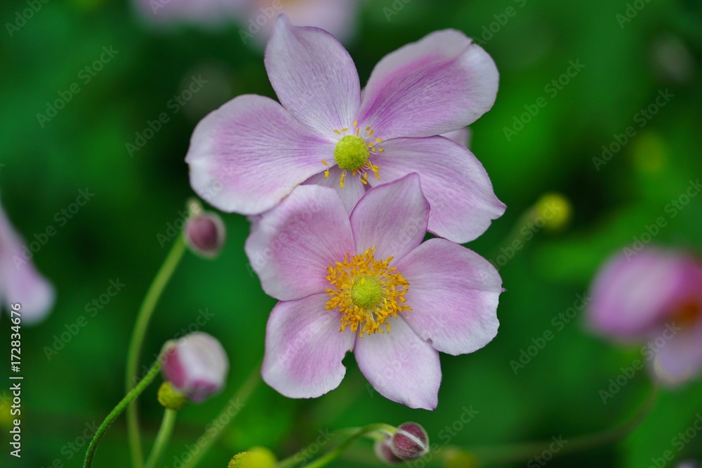 Pale pink Japanese anemone flower in bloom Pale pink Japanese anemone flower in bloom