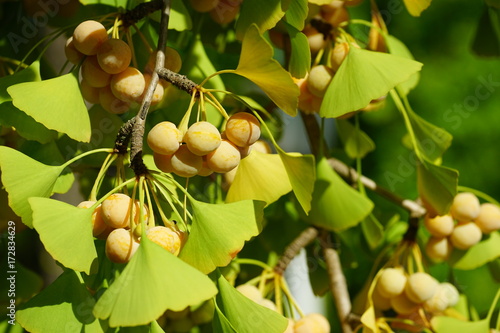 Green fan-shaped leaves and yellow nuts of the ginkgo biloba tree photo