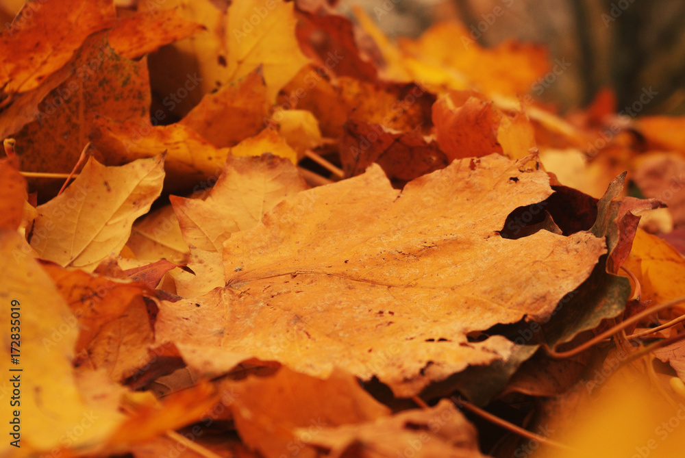 Autumn arrives, a close-up of autumn leaves. Concept seasons. Shallow depth of focus.