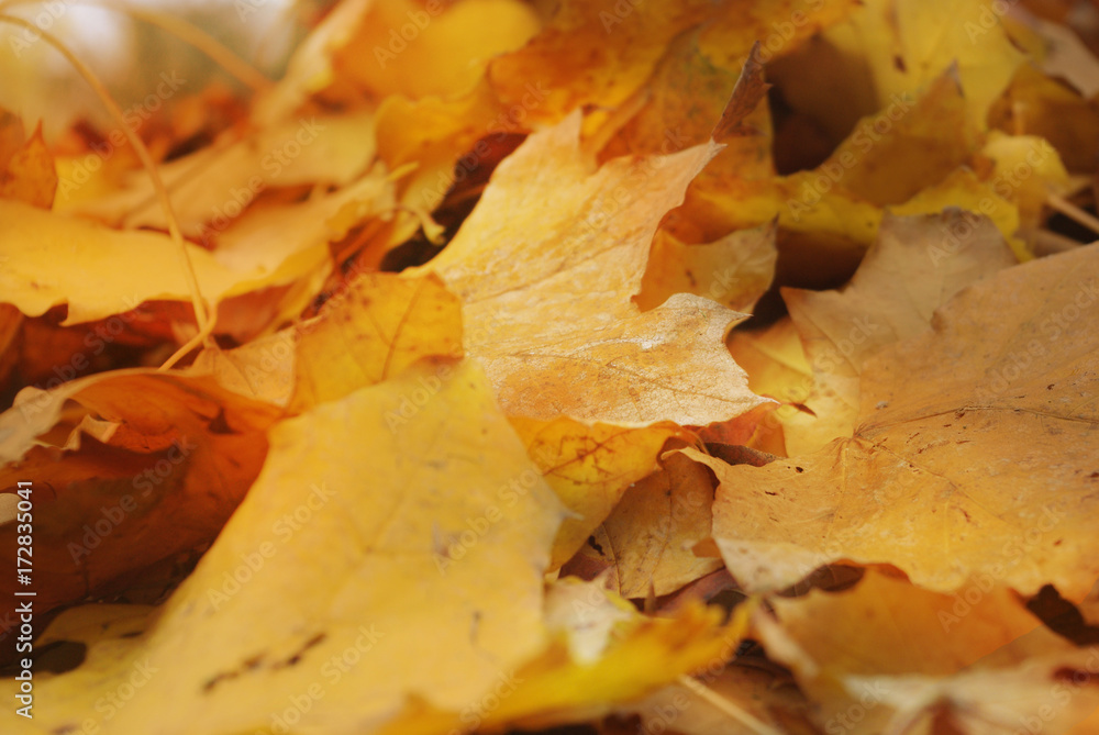 Autumn arrives, a close-up of autumn leaves. Concept seasons. Shallow depth of focus. Autumn arrives, a close-up of autumn leaves. Concept seasons. Shallow depth of focus.
