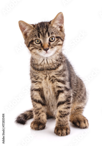 Cat poster. pet. © serkucher