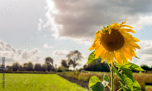 Fototapeta Naklejka Na Ścianę i Meble -  Overblown sunflower from close