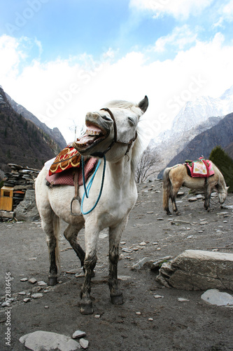 A laughing horse in Sichuan, China