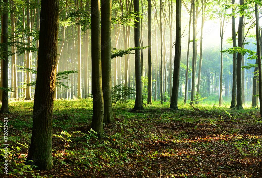 Fototapeta premium Morning in the forest