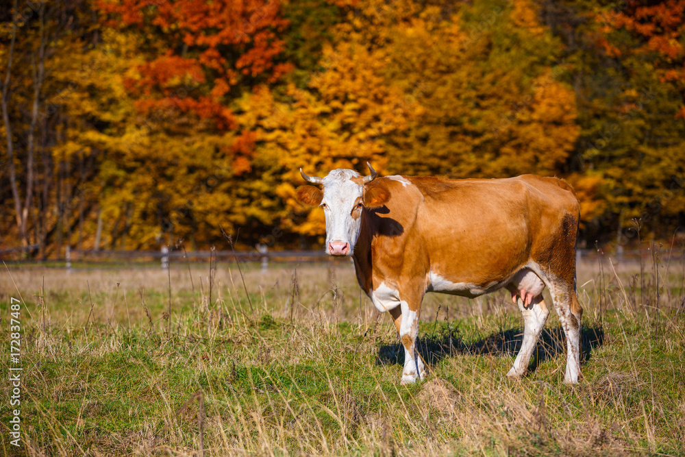 Autumn landscape cow graze. Cow grazing in meadow in autumn.