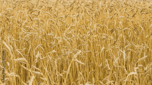 Golden wheat in the field