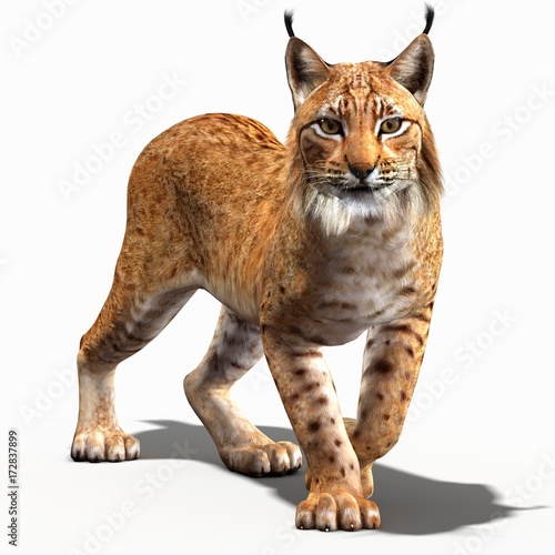 Lynx (3D)