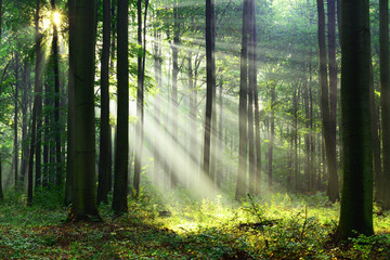 Crédence de cuisine Photos Matinée brumeuse en forêt mystérieuse  © Piotr Krzeslak