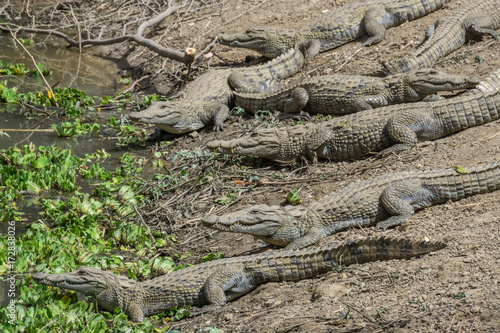 The sacred crocodiles of Amani village, Mali