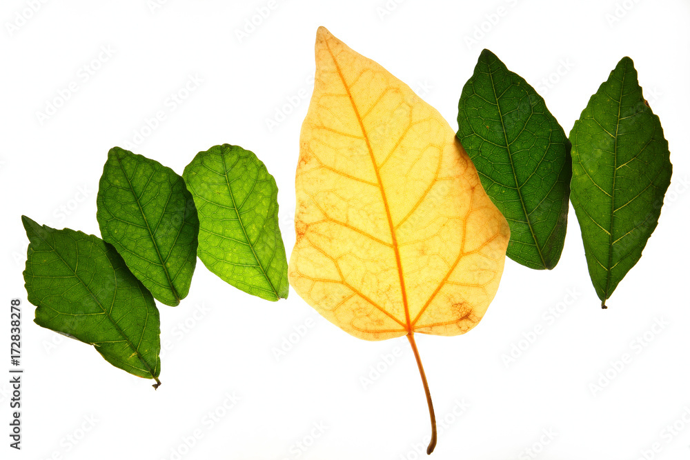 Obraz premium Creative layout of color autumn leaves,concept of change age skin and healthy