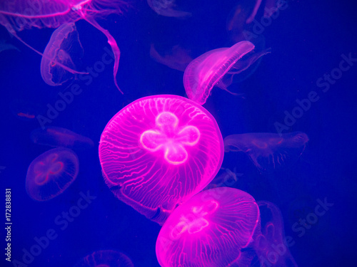 Pink jellyfish in on blue background. Surface under the sea of â€‹â€‹nature For the background. abstract sea.