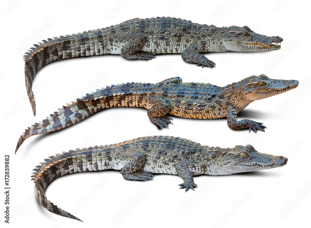 Obraz premium Crocodile isolated