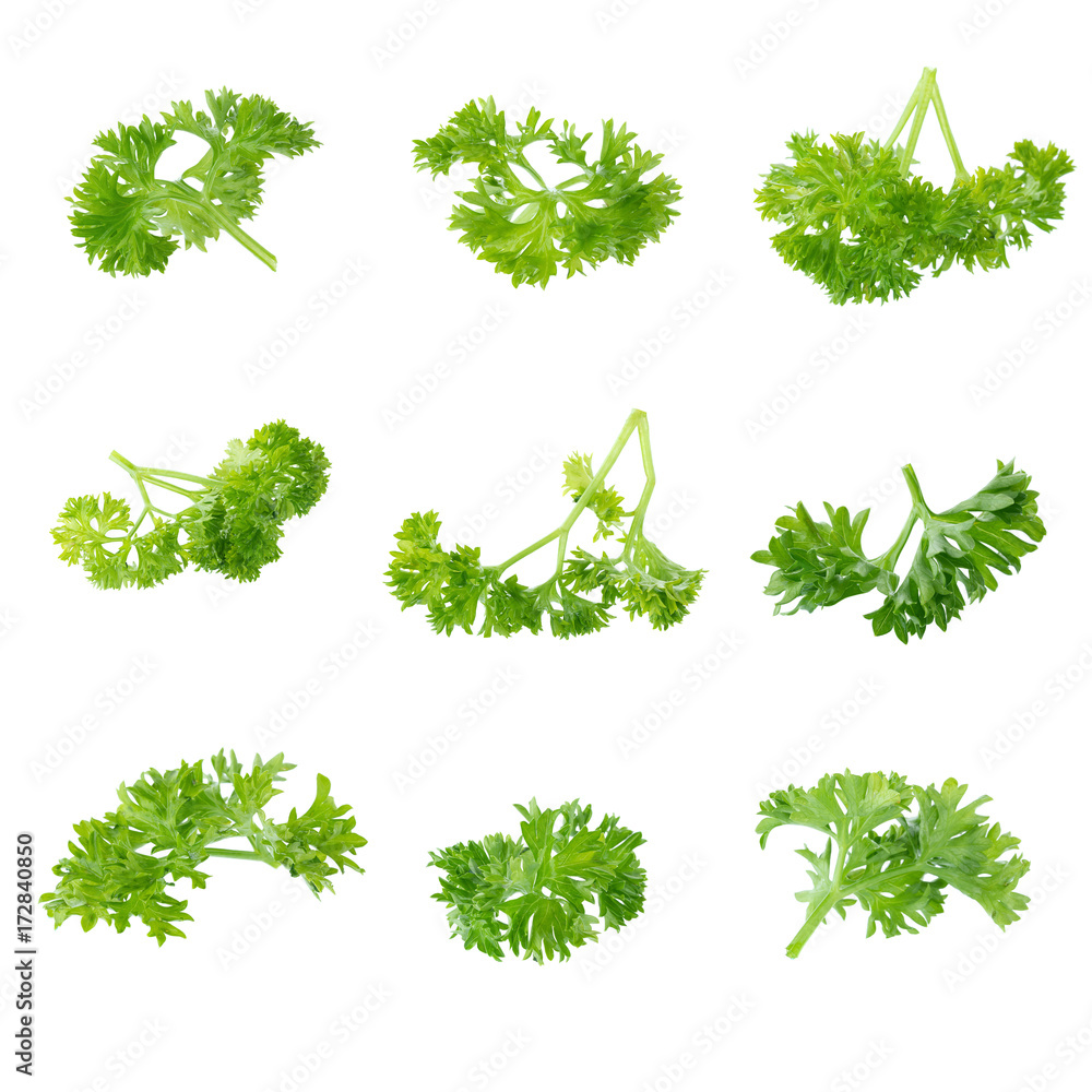 Fresh branch of green parsley natural food isolated on white background Fresh branch of green parsley natural food isolated on white background