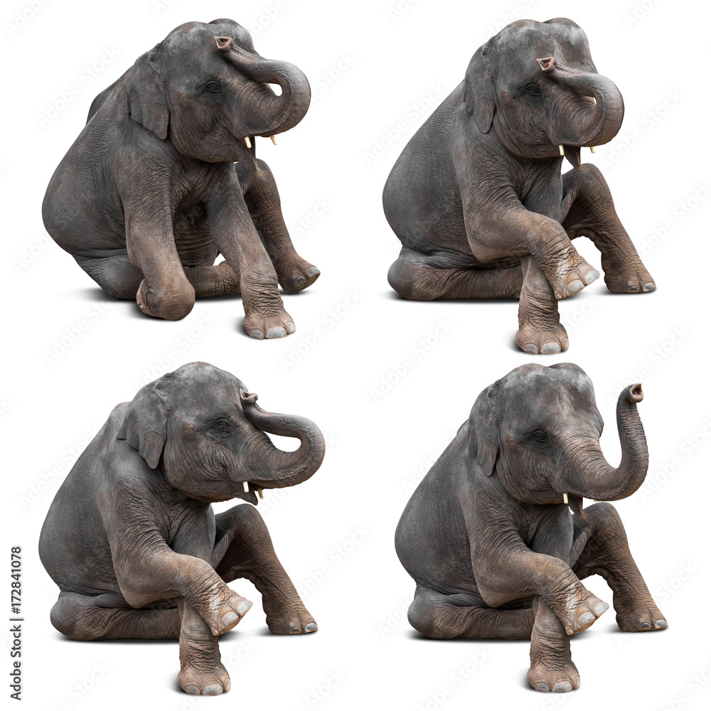 Naklejka premium Baby elephant isolated