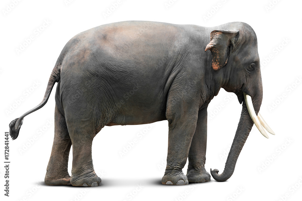 Asian elephant isolated