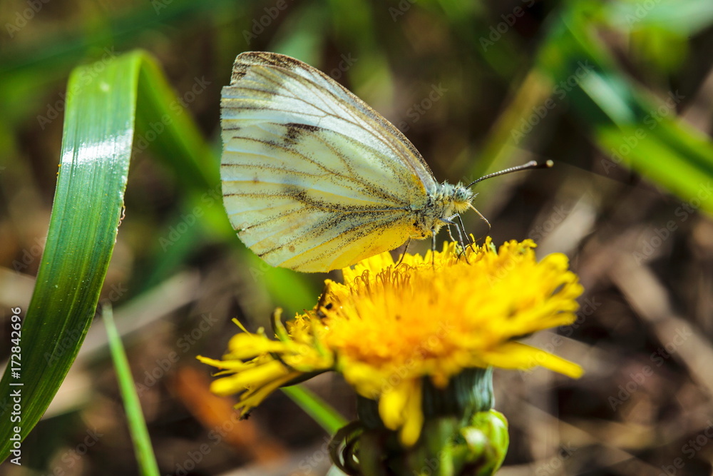 Butterfly on the dandelion Butterfly on the dandelion