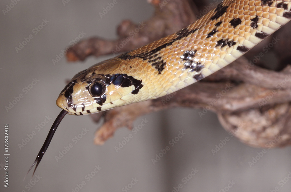 Fototapeta premium closeup of a snake Rhinechis scalaris showing their forked tongue