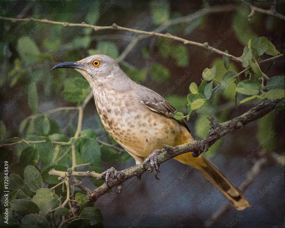 Curve-billed Thrasher - Stylized BG - 6330 Curve-billed Thrasher - Stylized BG - 6330