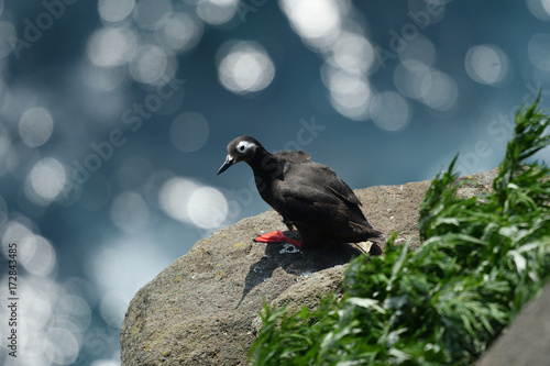 ケイマフリ　北海道　天売島の渡り鳥