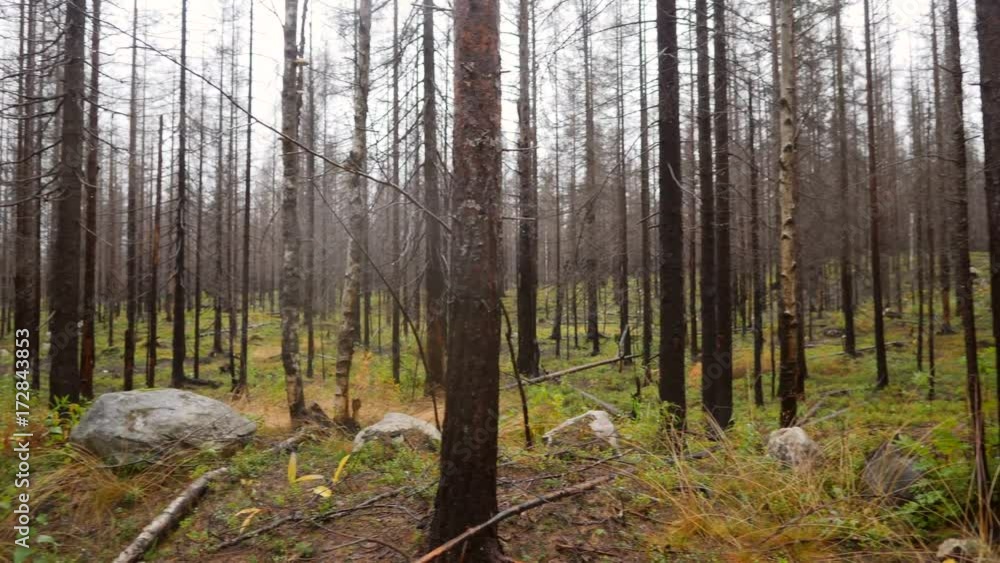 Rainy Northern Autumn Forest Look Around POV. 4K Slowmotion. Rainy Northern Autumn Forest Look Around POV. 4K Slowmotion.