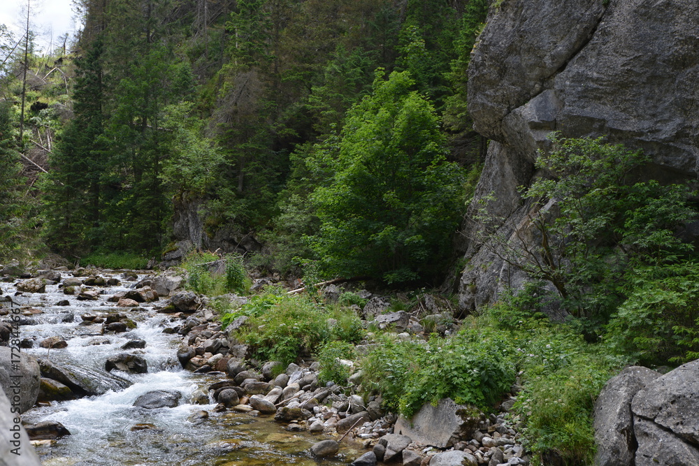 creek in mountain creek in mountain
