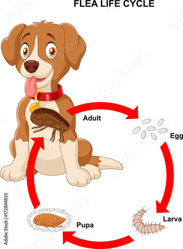 Vector illustration of life cycle of flea 