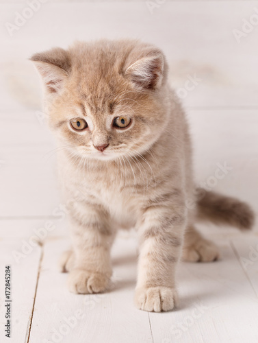 Little kitten on a wooden background