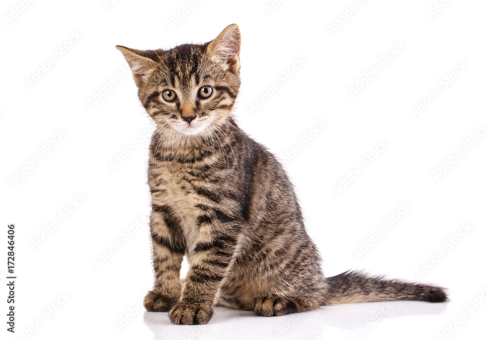Cat poster. Striped cat sits. Cat poster. Striped cat sits.