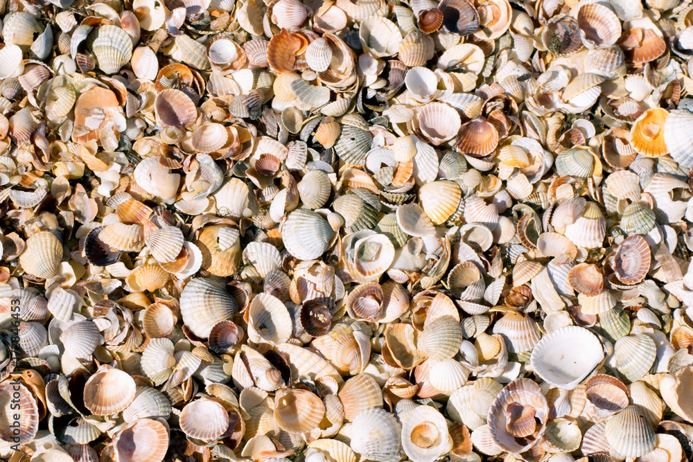 Texture of liitle sea shells on the sand, top view