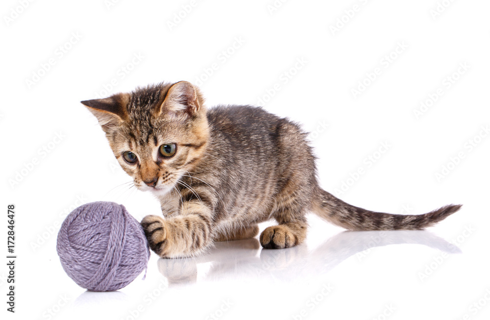 A kitten on a white background. The cat is playing with the ball