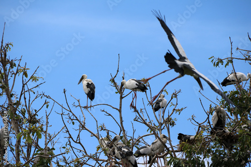 A flock of open billed stork bird perch and winged at the tree on blue sky and white cloud background. A lot of black and white color of Asian openbill bird on the green tree. photo
