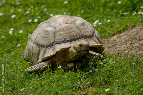 photo of an African Spur thigh Tortoise