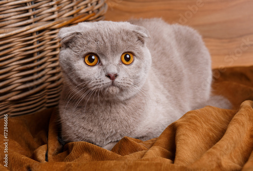 gray cat with yellow eyes Scottish Fold photo