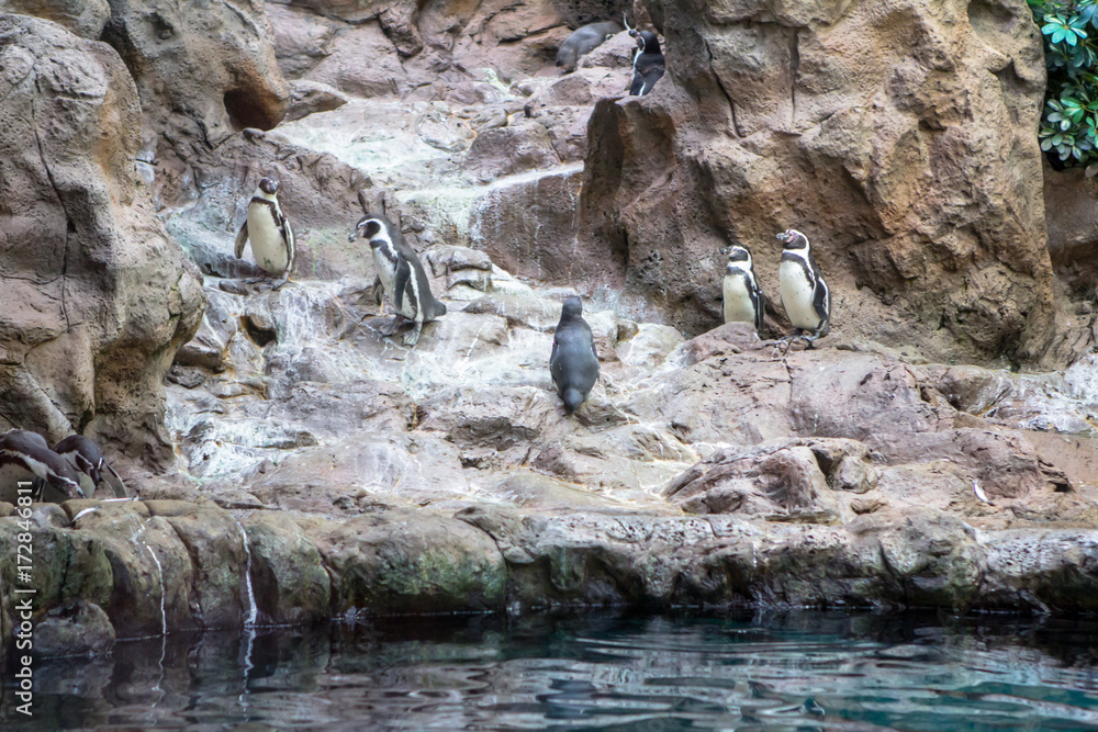 Obraz premium Penguins