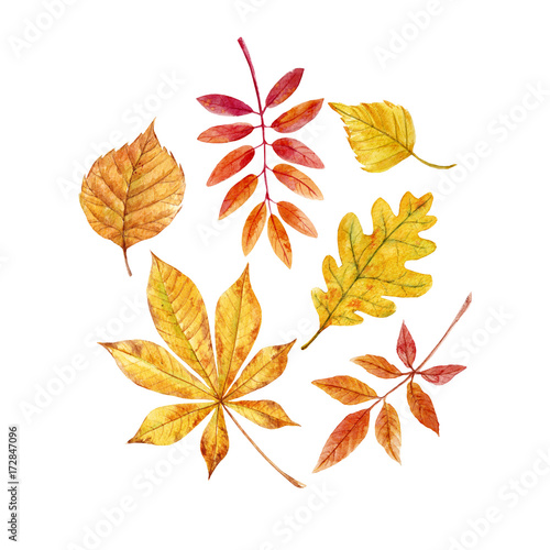 Watercolor fall leaves set