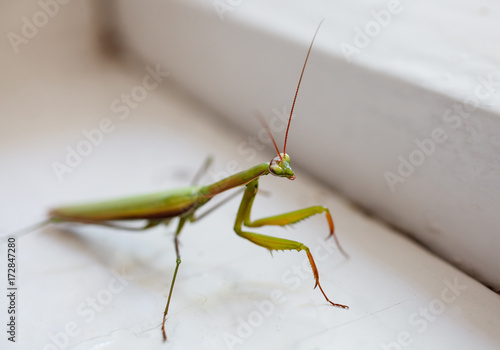 green insect mantis © serkucher