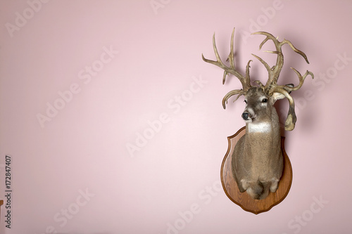 Wall mounted stag head with antlers and copy space photo