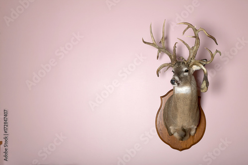 Wall mounted stag head with antlers and copy space