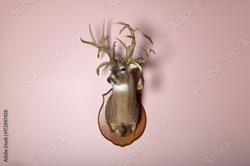 Foto Wall mounted deer head with antlers and copy space