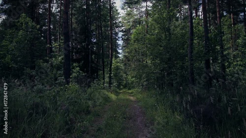 Wallpaper Mural dense forest
 Torontodigital.ca
